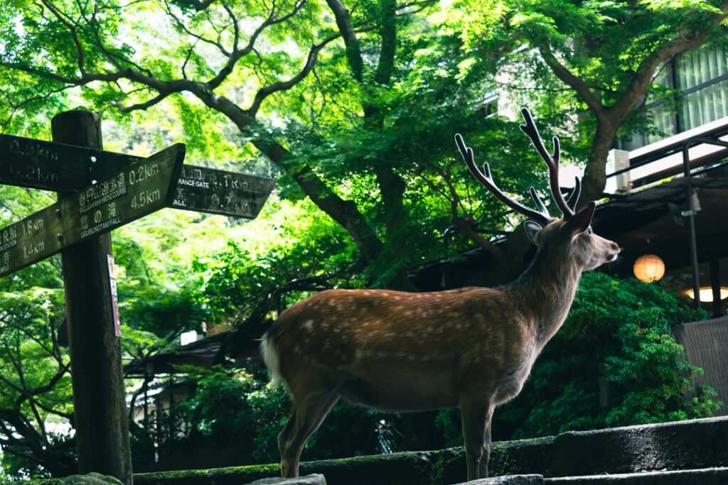 Kiedy lecieć do Japonii - jeleń w Nara