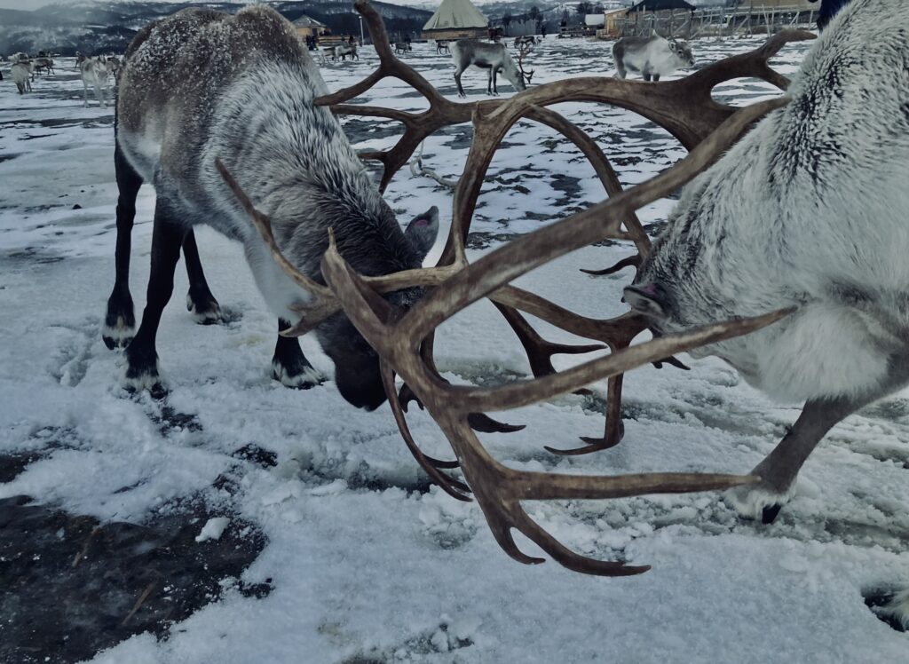 wyprawa Senja-Tromso