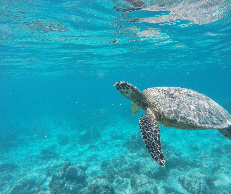 Bali z biurem podróży