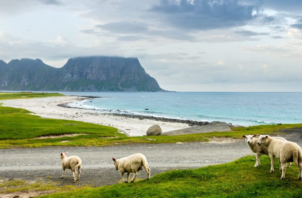 Lofoty, najpiękniejsze plaże na Lofotach