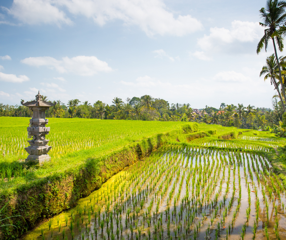Bali Wycieczka Objazdowa