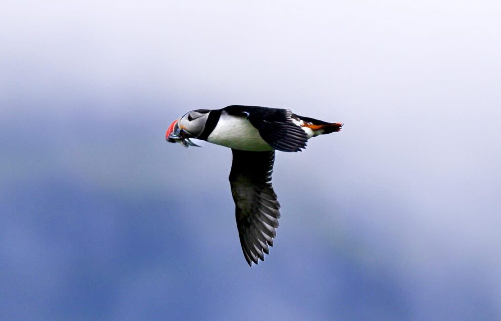 MASKONURY NA ISLANDII