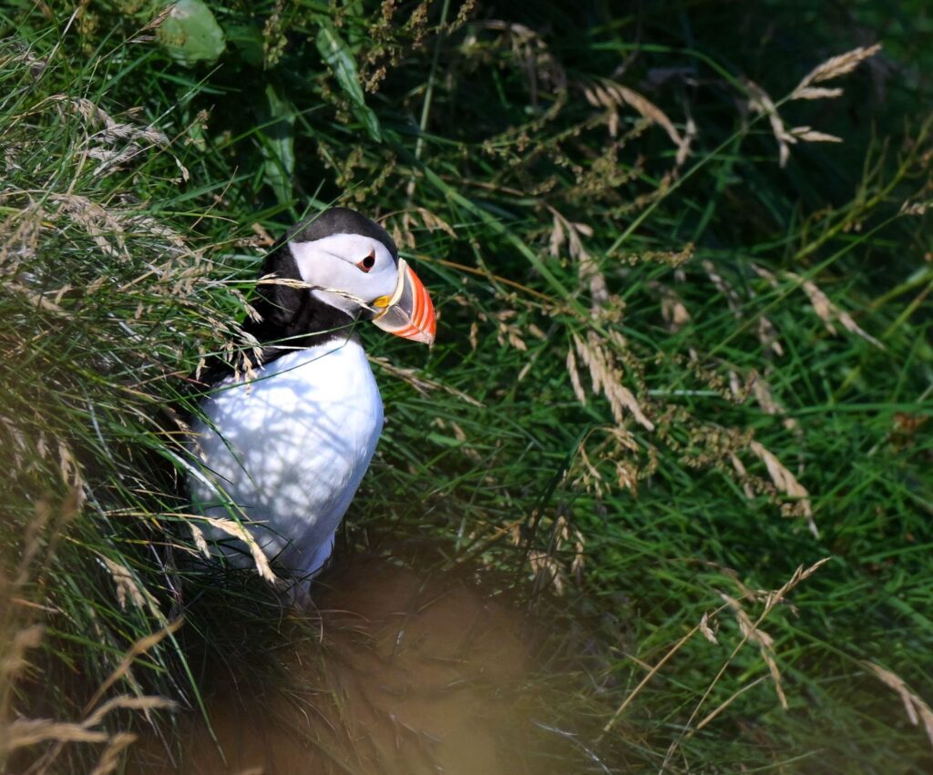 MASKONURY NA ISLANDII