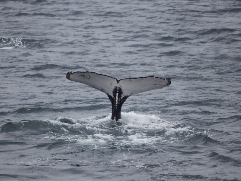 Obserwacja wielorybów na Islandii
