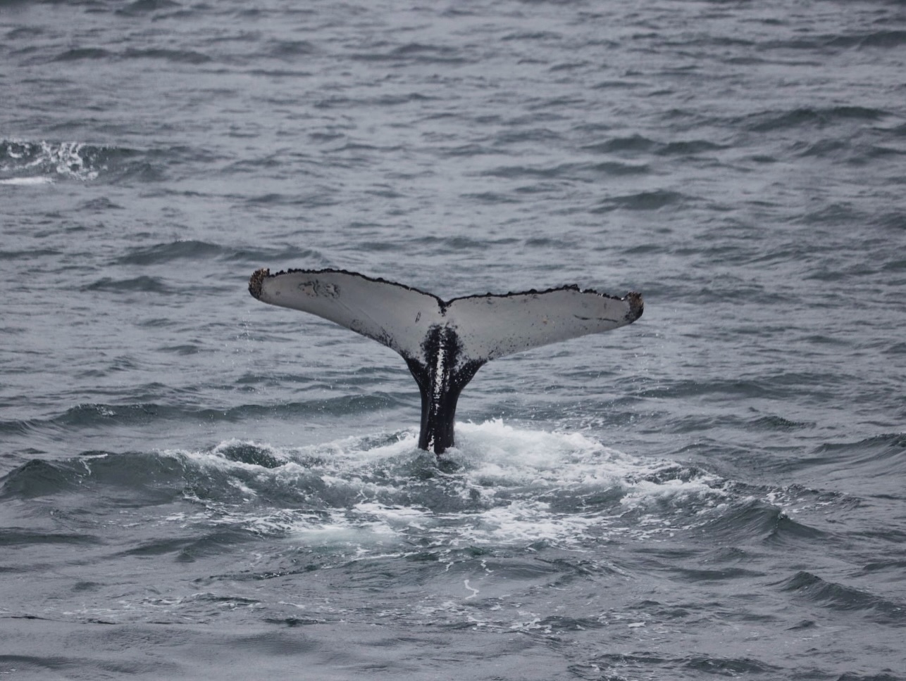 Obserwacja wielorybów na Islandii