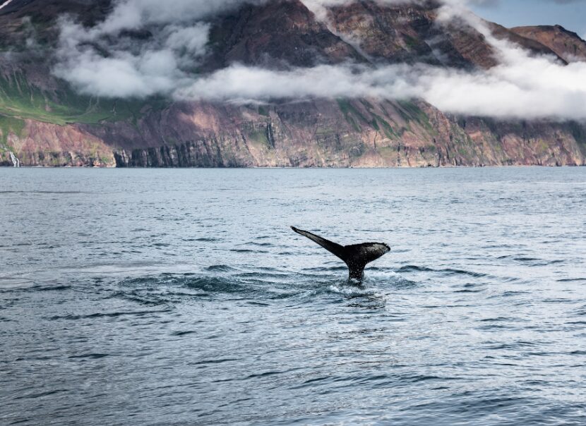 Obserwacja wielorybów na Islandii