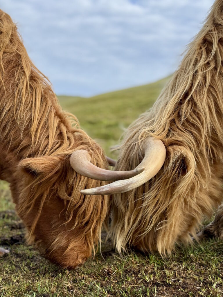 pierwszy raz na Wyspach Owczych