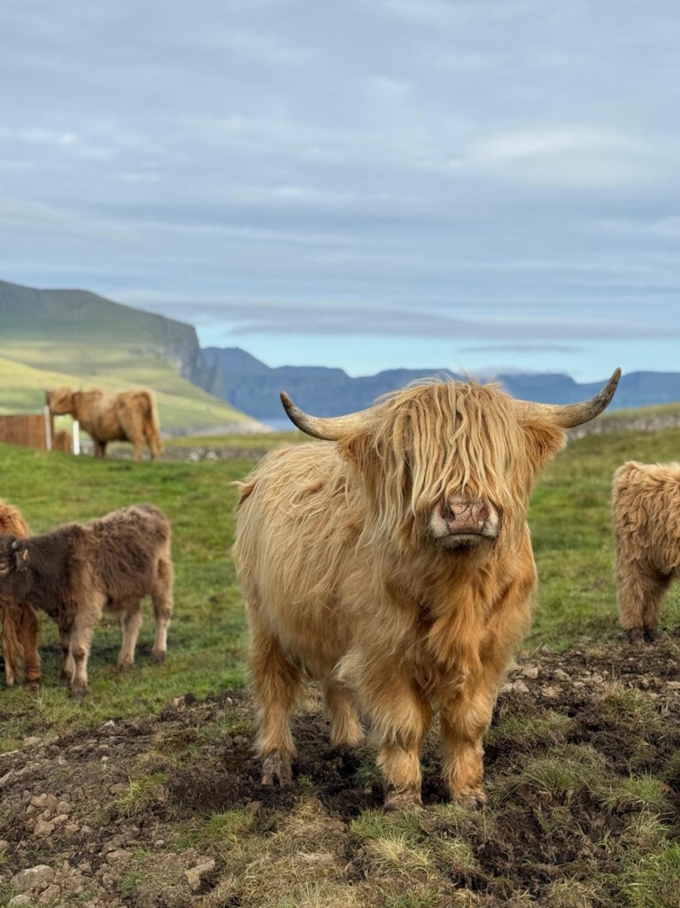 Wyspy Owcze, kiedy jechać na Wyspy Owcze