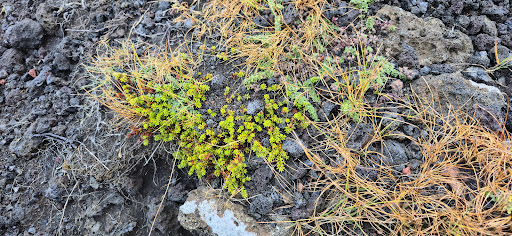 Photo from customer review