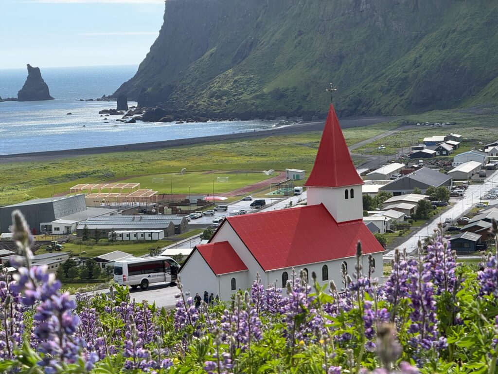 łubin Islandia