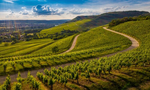A beautiful view of a vineyard in the green hills at sunset