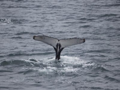 Obserwacja wielorybów na Islandii
