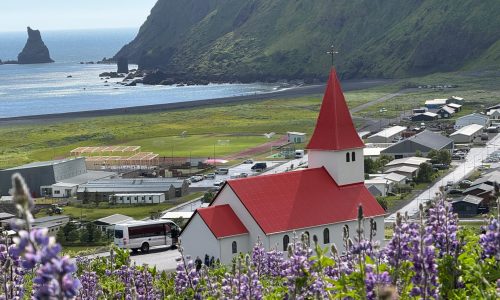 łubin Islandia