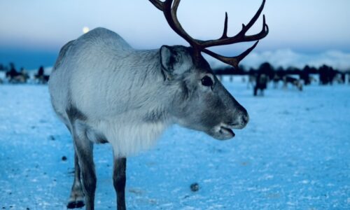 wyprawa Senja-Tromso, renifery
